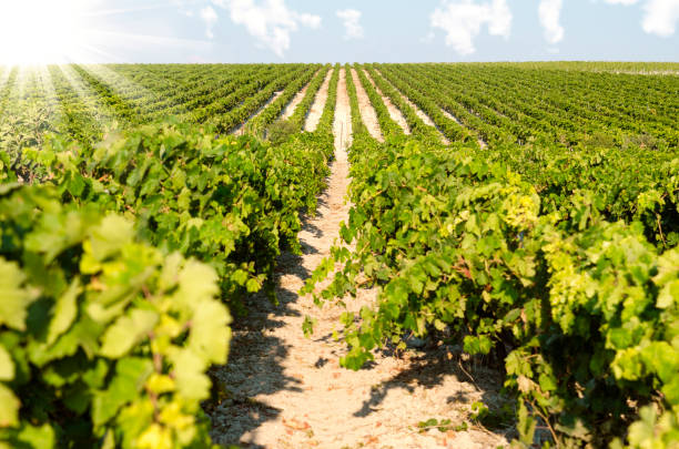 пейзаж с виноградниками в солнечный день - sherry стоковые фото и изображения