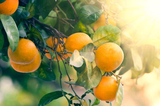 Oranges in the field toward evening stock photo