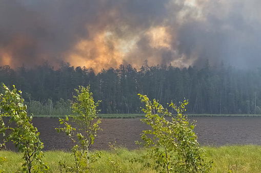 Forest fire across the river. Burning taiga, smoke and flames.