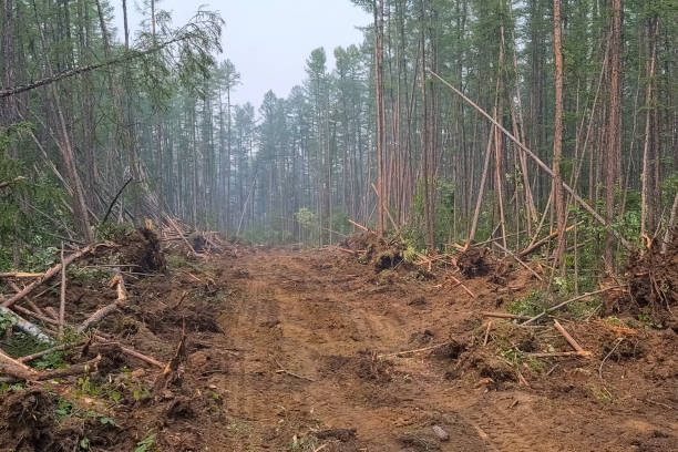 Fire prevention measures, the creation of clearing of the forest to counter the spread of fire. Fire prevention measures, the creation of a clearing of the forest to counter the spread of fire. siberia summer stock pictures, royalty-free photos & images