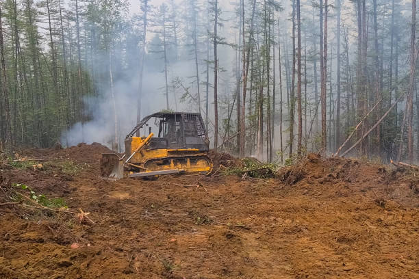 istock Fire prevention measures, The bulldozer makes a lot into the forest. 1338113704