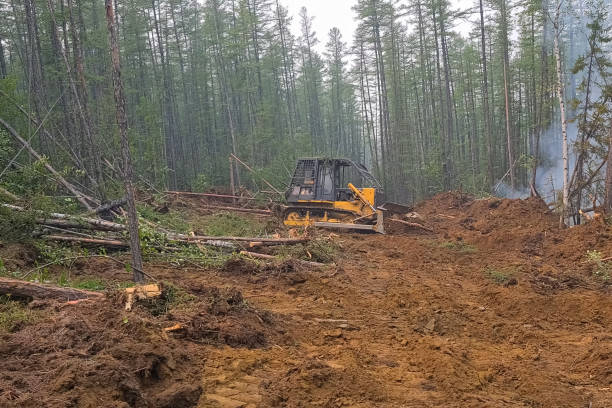 istock Fire prevention measures, The bulldozer makes a lot into the forest. 1338113714