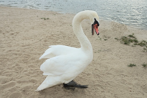 White swan swimming