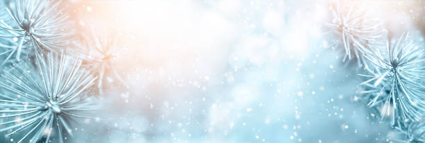 christmas winter snow background with fir branches with soft focus and snowfall in blue tones. - landscape fir tree nature sunrise imagens e fotografias de stock