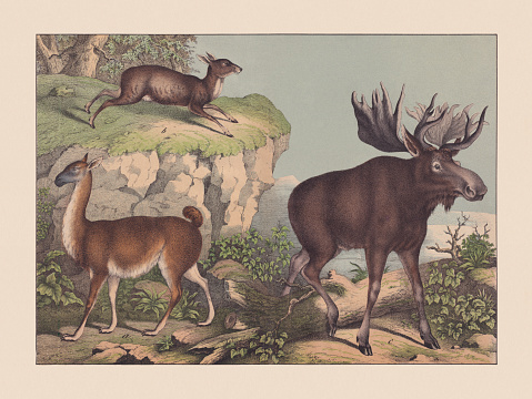 Ruminants: a Llama (Lama glama); b) Siberian musk deer (Moschus moschiferus); c) Moose (Alces alces). Hand colored chromolithograph, published in 1869.