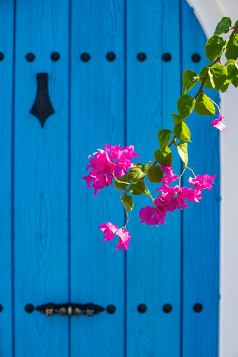 blooming bougainvilleas at Ano Koufonisi island Cyclades Greece - turquoise door background
