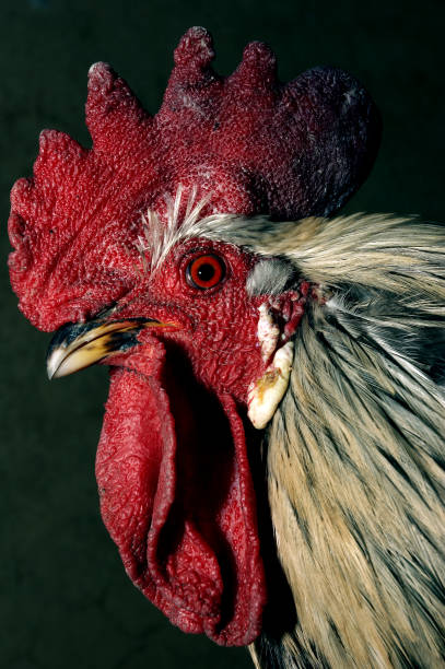 istock Portrait of a Rooster 1338117559