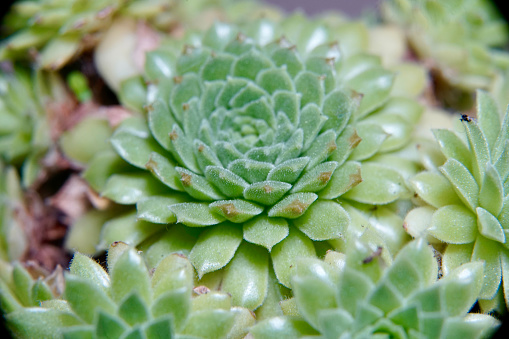 Close-up of Parodia magnifica, species of flowering plant in the family Cactaceae