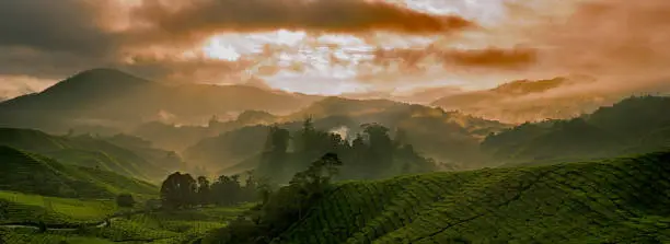 Mountain tea plantation in Malaysia