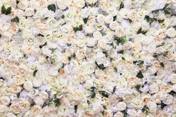 istock background of artificial roses. Many artificial white roses, flower as background and decoration, stock photo image 1338118876