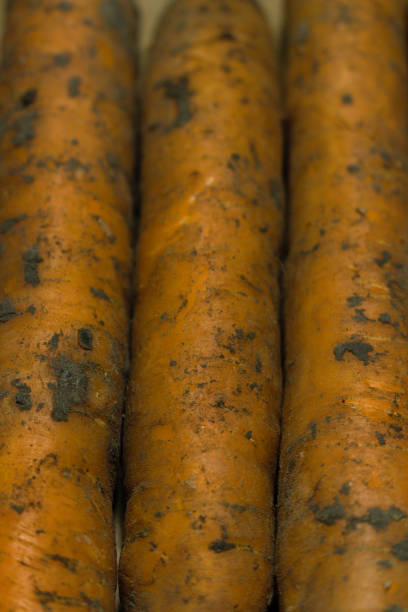 Carrot is a vegetable known from its content of beta-carotene. It is said that it improves night vision, but it was actually propaganda used by RAF during WW2.
