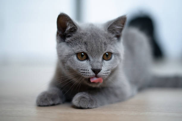 istock Small grey kitten with tongue liking his mouth. 1338121699