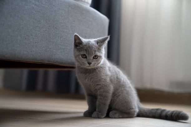istock Grey british kitten sitting on the floor 1338121701