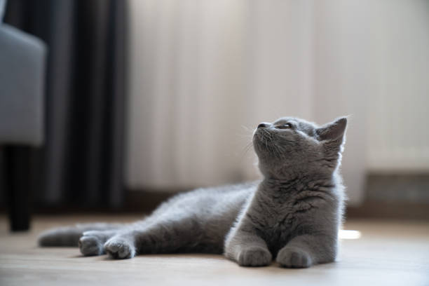 A portrait of a grey cuddly cat looking up.