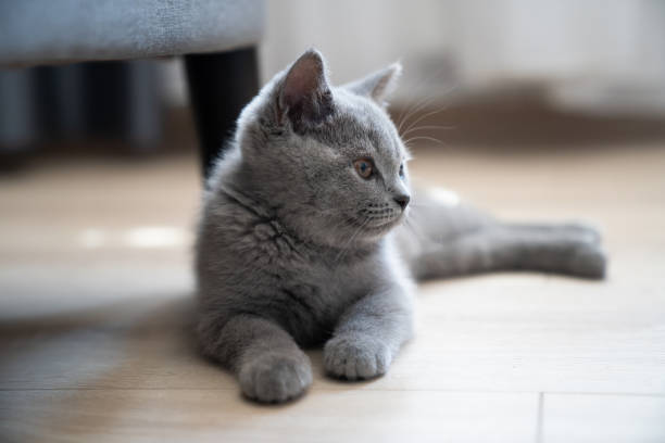 istock Gorgeous grey cat lying on the floor. 1338121710