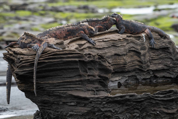 istock Endemic Marine Iguana at Isabella, Galapagos islands 1338127621