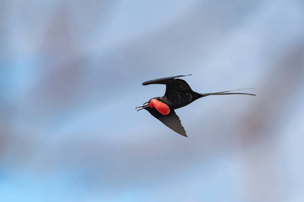 Great frigatebird (Fregata minor) at Galapagos islands A male great frigatebird (Fregata minor) flying over the Galapagos Islands in the Pacific Ocean. The red gular sac of the male birds is fully inflated. Wildlife shot. fregata minor stock pictures, royalty-free photos & images