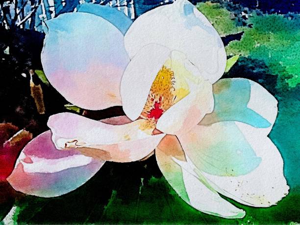 magnolia - magnolia southern usa white flower imagens e fotografias de stock