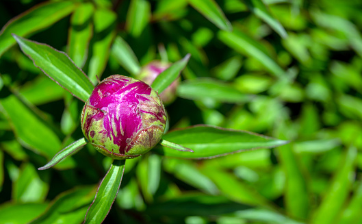 A pink peony bud with defocused green leaves brings a feeling of warmth, energy, grandure and hope as new life is emerging. Peonies symbolize bashfulness, wealth, bravery, honor, prosperity, love, honor and much more.