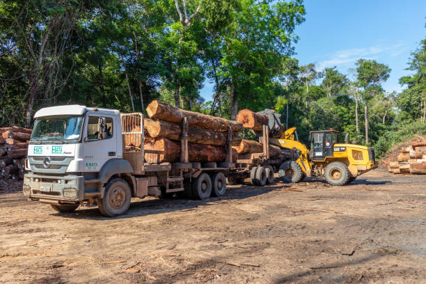 cargadora de ruedas que transporta un camión con troncos de árboles - lumber industry tree log tree trunk fotografías e imágenes de stock