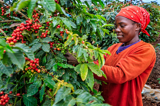 Young African woman collecting coffee berries from a coffee plant, Kenya, Africa.