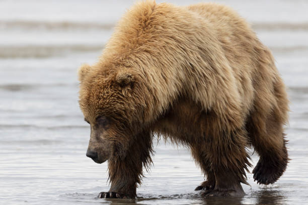 istock Coastal Brown Bears Lake Clark, Alaska, USA 1338136157
