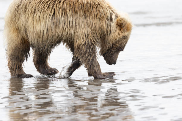 istock Coastal Brown Bears Lake Clark, Alaska, USA 1338136304