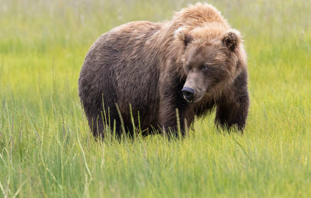 istock Coastal Brown Bears Lake Clark, Alaska, USA 1338138065