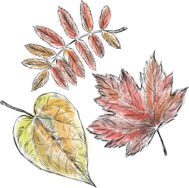 istock Sketches of various autumn trees leaves painted with watercolor 1338138871