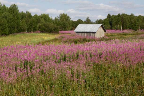 istock Field Of Fireweed In Finland 1338141408
