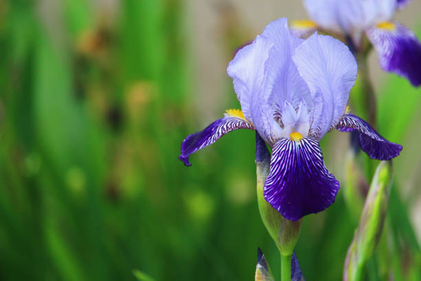 istock A very beautiful iris flower common in urban landscape design 1338143696
