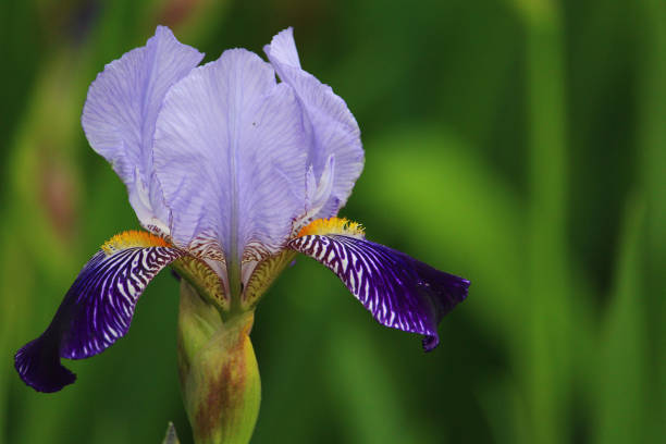 istock A very beautiful iris flower common in urban landscape design 1338143797