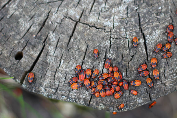 istock Red flat bugs during the breeding season. People call a bug a soldier this insect. Selective focus. 1338144648