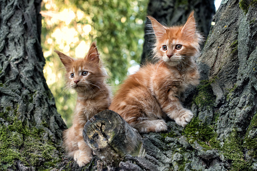 Big red maine coon kittens sitting on a tree in a forest in summer.