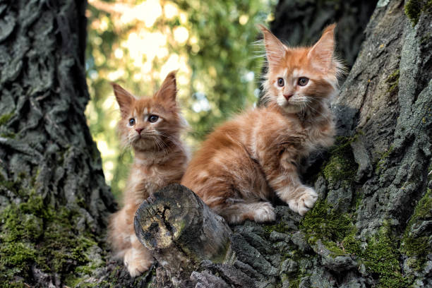 istock Big red maine coon kittens sitting on a tree. 1338146819