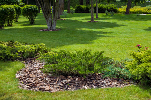 istock evergreen thuja bush with tree bark mulching in a park with green lawn space and trees in background, backyard landscaping on sunny day with shadow, nobody. 1338146901