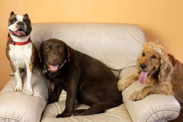 istock cocker spaniel ,labrador and boston terrier on a large white chair in the house 1338148529