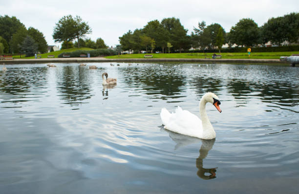 istock White Swan on blue lake, side view very close-up 1338149062
