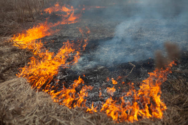 istock Dry grass is burning. Fire in the field in spring. 1338150093