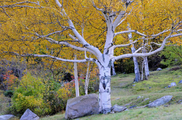 abedul de papel blanco enmarcado por colores otoñales - white mountain national forest fotografías e imágenes de stock