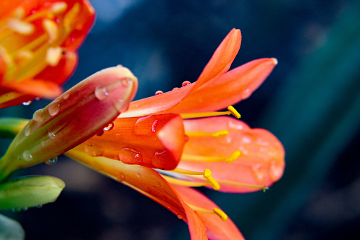 A close up shot of an orange lily with water drops and a blue background.