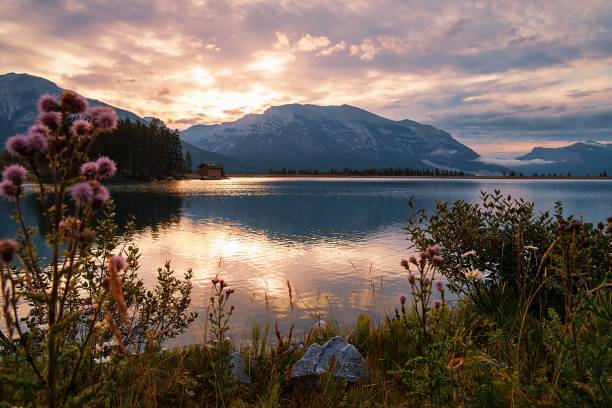istock Flowers Blooming By A Canmore Lake At Sunrise 1338164604