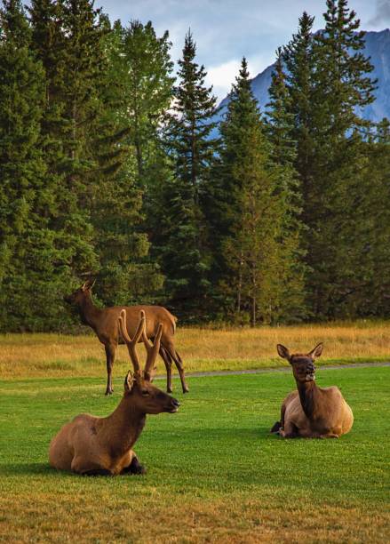 istock Elk In A Summer Park 1338164639