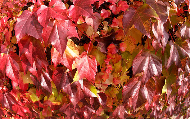 istock Red leaves autumn colours 133817151