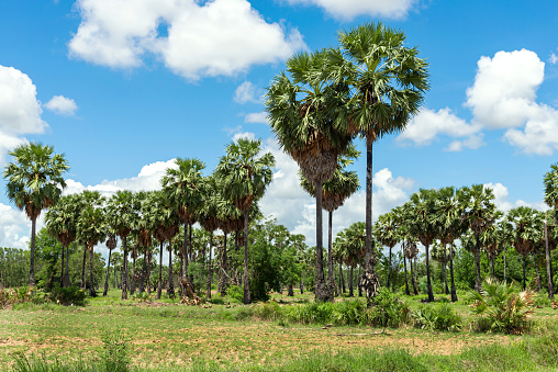 Group of Sugar palm trees, Palmyra Palm trees,  against  blue sky   background.