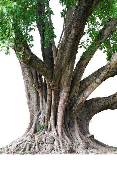 istock Image of the base of an tree 1338172423