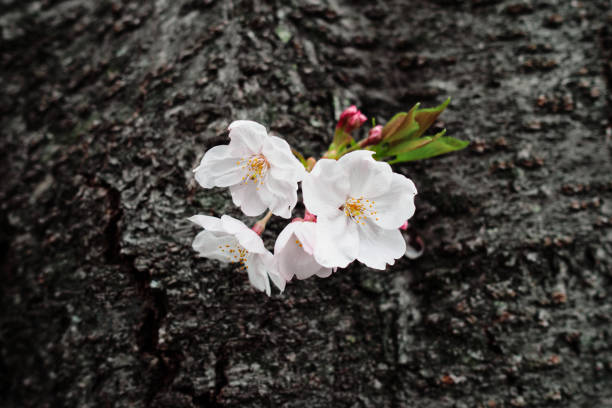 fiori di ciliegio giapponesi - vibrant color horizontal japan branch foto e immagini stock