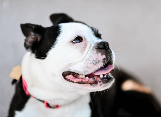 istock Cute pet Boston terrier pure bred pet dog 1338178544