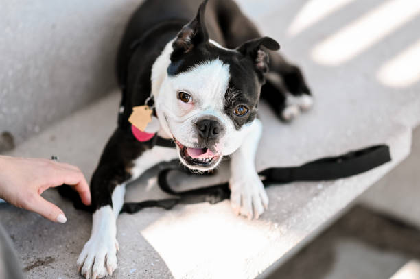 istock Cute pet Boston terrier pure bred pet dog 1338179231