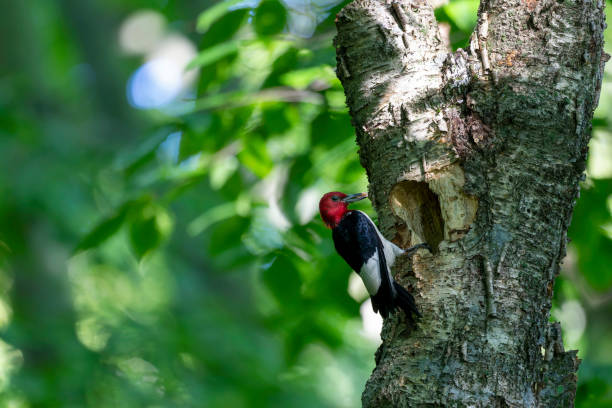 istock The red-headed woodpecker on a tree with a nest cavity. 1338181713